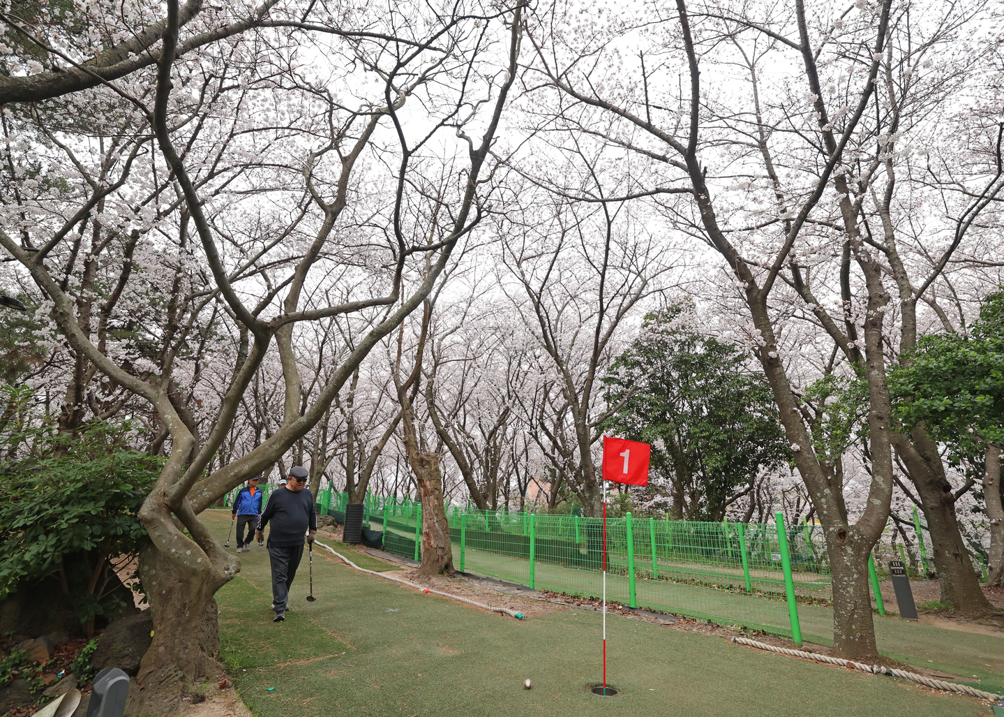 Players play park golf under cherry blossom trees at a course on Jeju Island on March 27. [YONHAP] 