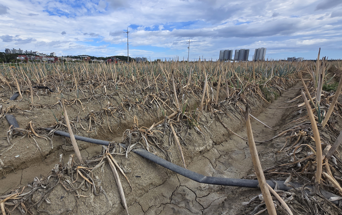 A green onion field is seen dried up due to the drought on Sept. 1 in Gangneung, Gangwon. [YONHAP]
