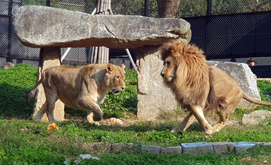 Barami, a male lion at Cheongju Zoo in North Chungcheong meets female lion Dodo on Oct. 23, 2023 at the zoo’s wildlife shelter. [JOONGANG ILBO]