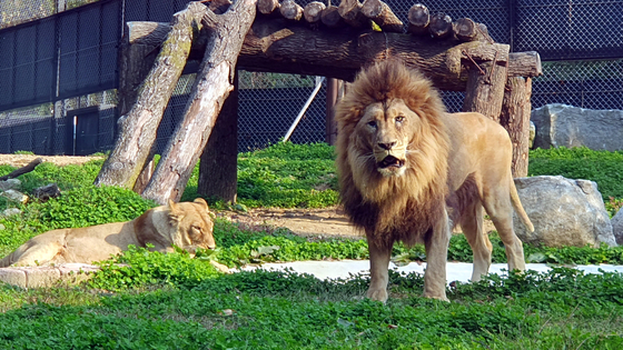 Barami, a male lion at Cheongju Zoo in North Chungcheong meets female lion Dodo on Oct. 23, 2023 at the zoo’s wildlife shelter. [JOONGANG ILBO]