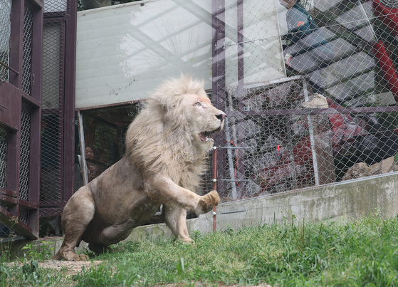 A white lion transferred from an indoor zoo in Suseong District takes its first steps into the outdoor enclosure at Nature Park in Dalseong County, Daegu on June 17, 2024. [YONHAP] 