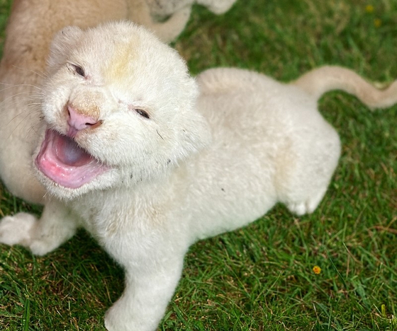 A white lion cub born inside Nature Park, a zoo in Daegu, to a pair of white lions, Lea and Leo, rescued last year from a dilapidated indoor zoo that shut down [NATURE PARK]