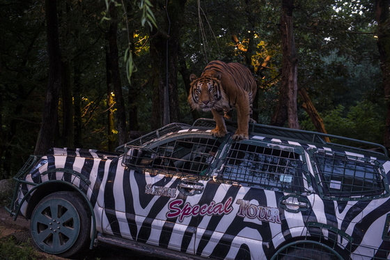 Everland launched the ″Night Safari Tram″ on Friday, allowing visitors to observe tigers, lions and brown bears. [SAMSUNG C&T] 