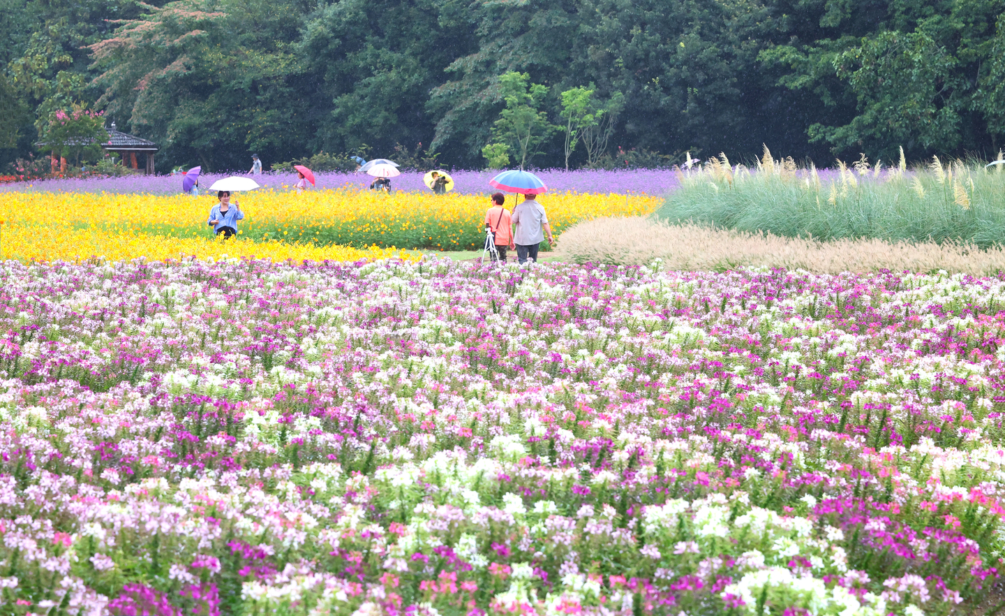 Tourists holding umbrellas admire blooming autumn flowers at Sangnim Park in Hamyang County, South Gyeongsang, in the rain on Sept. 7. [HAMYANG COUNTY]
