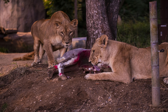 Everland launched the ″Night Safari Tram″ on Friday, allowing visitors to observe tigers, lions and brown bears. [SAMSUNG C&T] 