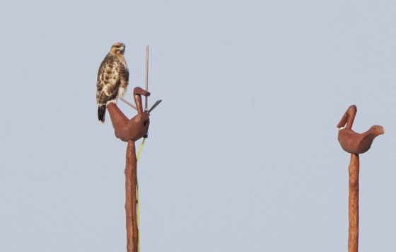 A bird rests on a wooden stick installed at the Saemangeum field on Jan. 14 in Saemangeum, North Jeolla. [KOREA NATIONAL PARK SERVICE]