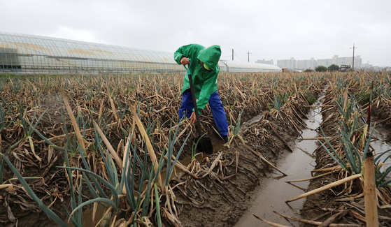 A farmer walks in the field in Gangneung, Gangwon, welcoming the city's first spell of rain in almost two months on Sept. 13. [YONHAP]