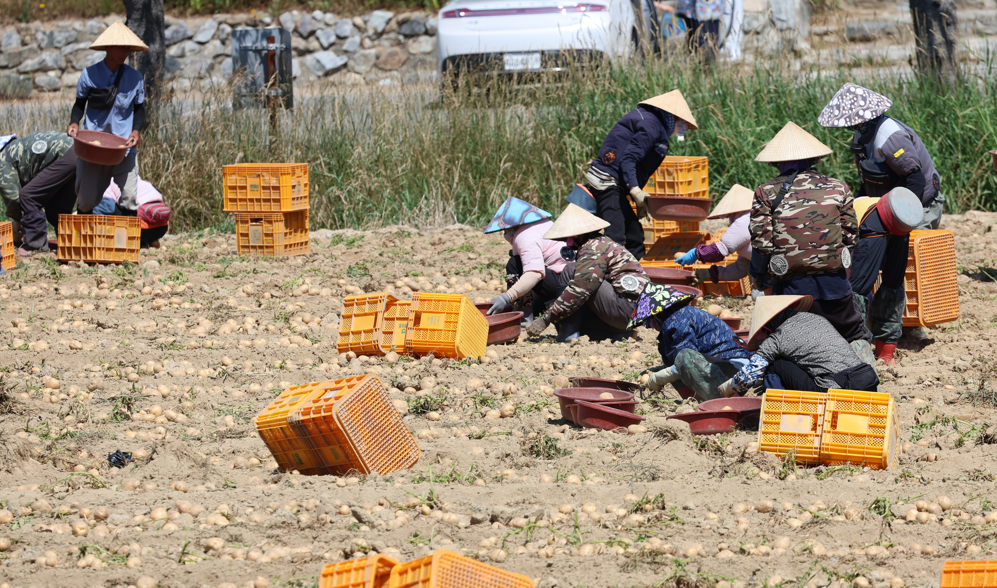 Migrant workers work at a potato field in Gangneung, Gangwon, wearing traditional Vietnamese hats, on July 23. [YONHAP]