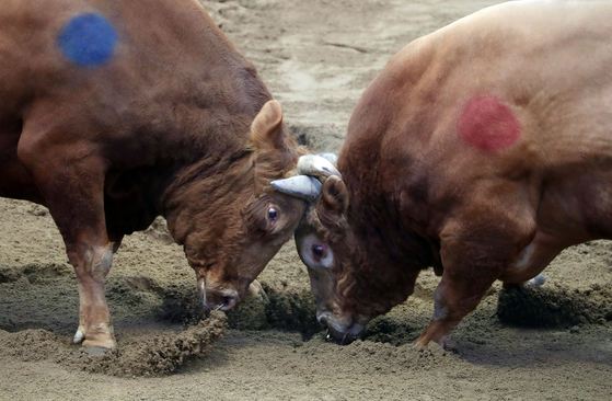 Fighting bulls clash during the 2023 Cheongdo Bullfighting Festival at the county's bullfighting stadium in Hwayang-eup, Cheongdo County, North Gyeongsang, on April 15, 2023. [YONHAP] 