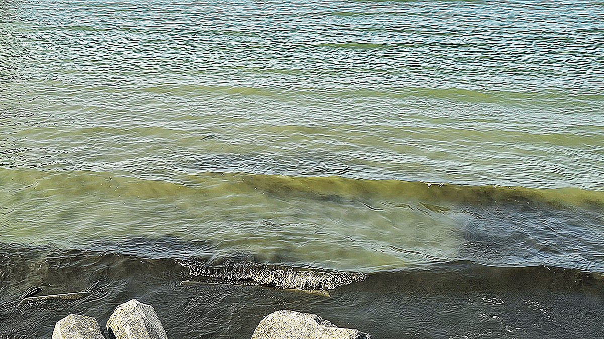 On the shore of Lake Erie’s western basin, the remains of Lyngbya are drifting in the water on Aug. 13. [JEONG EUN-HYE]