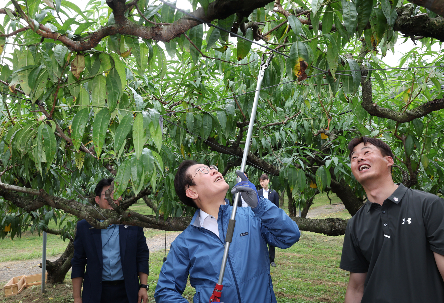 President Lee Jae Myung, center, prunes a peach tree before meeting with young farmers at a farm in Jeondong-myeon, Sejong, South Chungcheong, on Sept. 16. [JOINT PRESS CORPS]