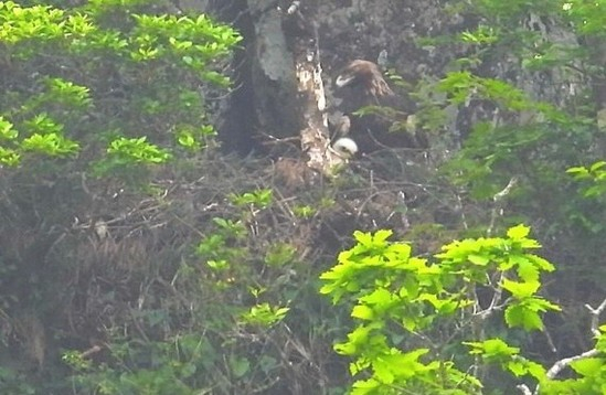 A golden eagle seen on a cliff of Mount Halla [NATIONAL INSTITUTE OF ECOLOGY]