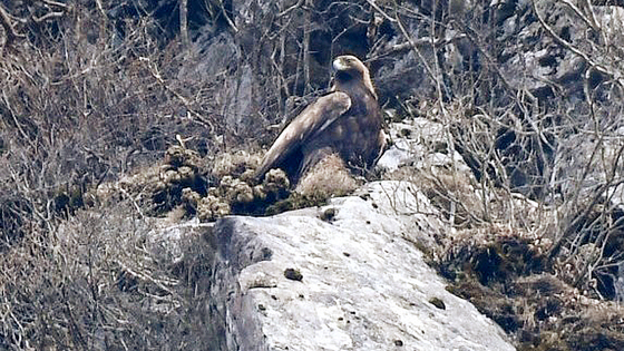 A breeding nest of the golden eagle, a globally endangered species and designated natural monument, discovered in Mount Halla [NATIONAL INSTITUTE OF ECOLOGY]