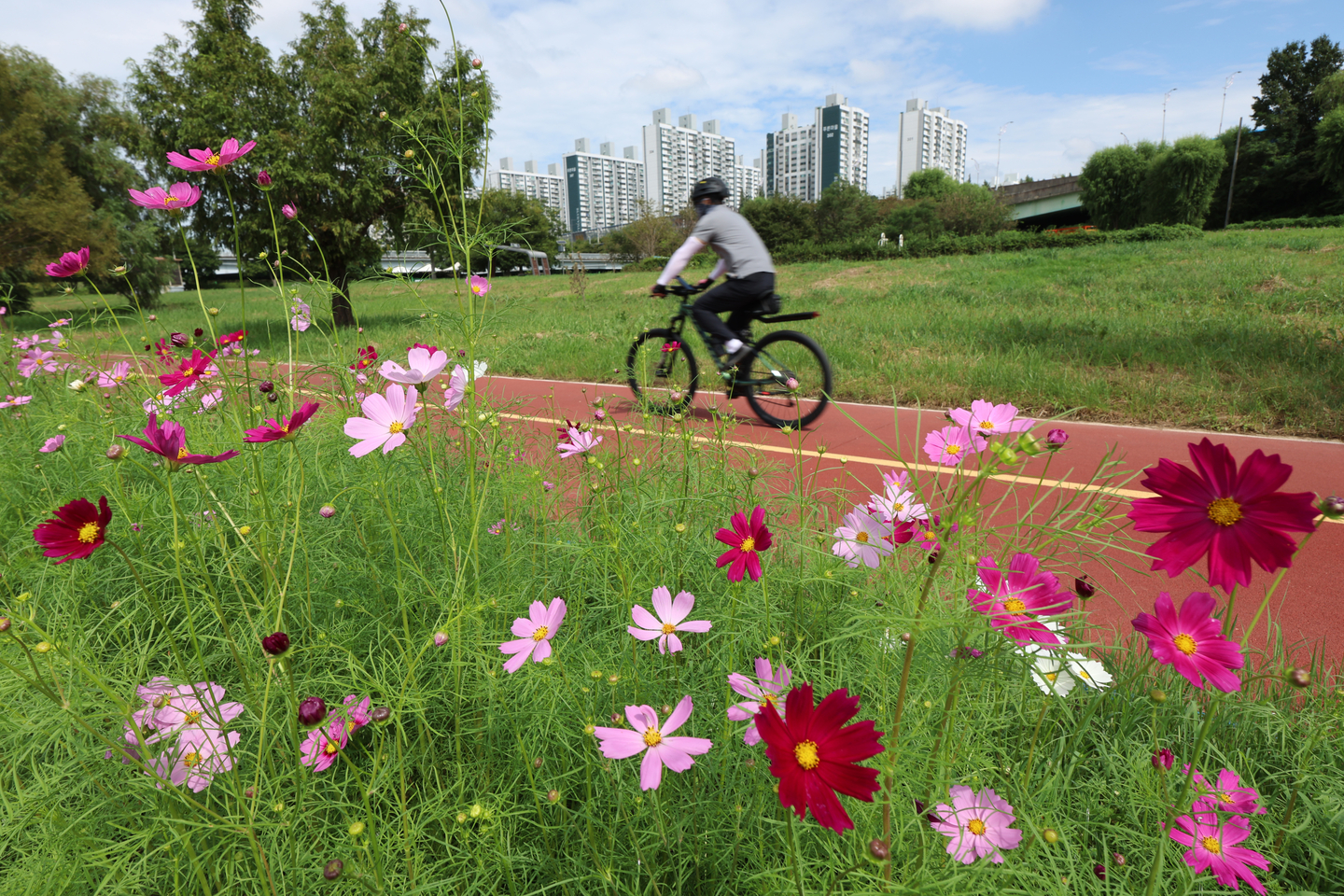 Cosmos flowers are in bloom at the Sandong Bridge riverside park in Buk District, Gwangju, on Sept. 18. [YONHAP]