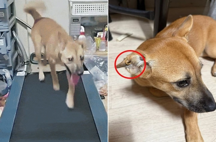 A dog running on a treadmill, left, and the dog’s ear fitted with an earring. [SCREEN CAPTURE]