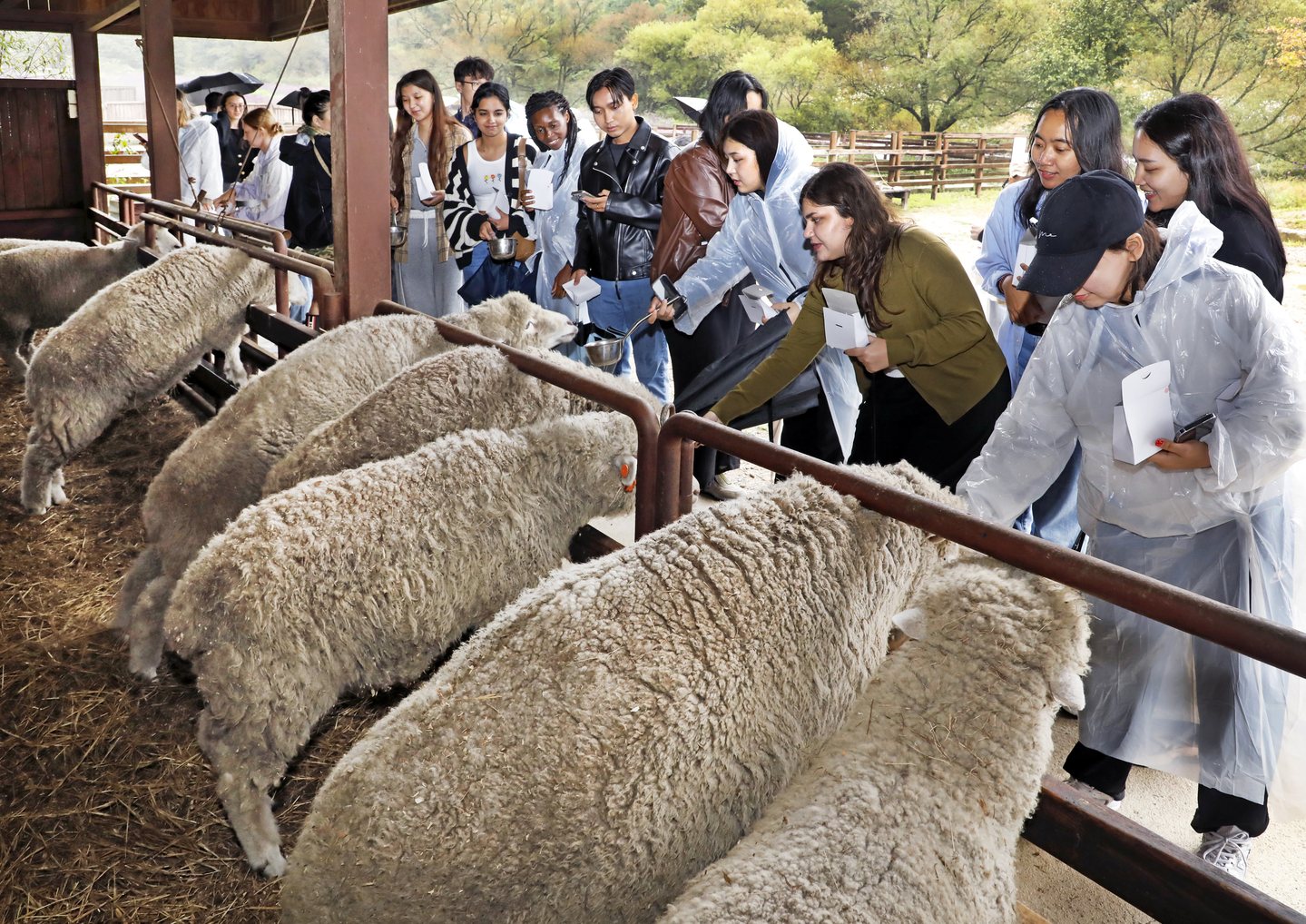 International visitors feed sheep at Samyang Round Hill on Sept. 20, as part of Gangwon's Wellness Tour. [PARK SANG-MOON]