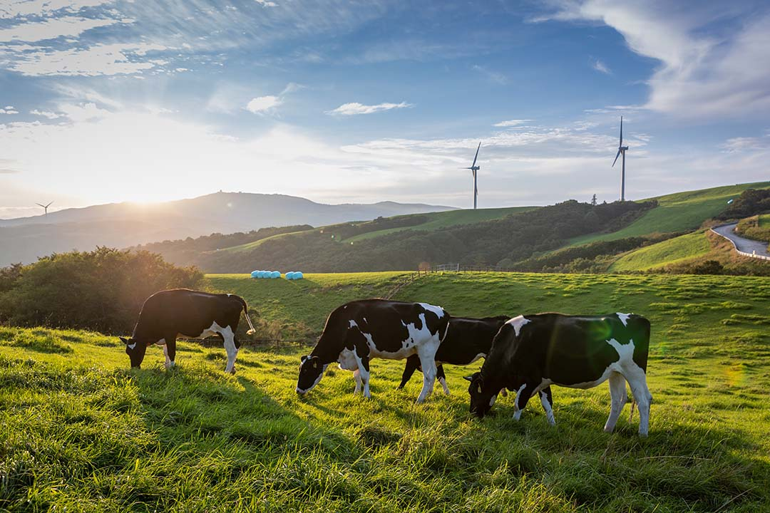 Cows feed on grass at Samyang Roundhill. [SAMYANG ROUNDHILL]