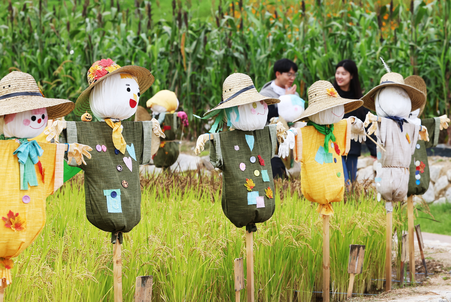  On Sept. 22, a day before the autumn equinox, scarecrows stand in rows beside ripening golden rice at the National Agricultural Museum in Gwonseon District, Suwon, Gyeonggi. [YONHAP]