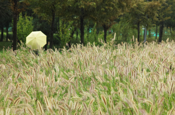 A person walks with an umbrella through silver grass at Seoho Kkotmoe Park in Paldal District, Suwon, Gyeonggi, on Sept. 17. [YONHAP]