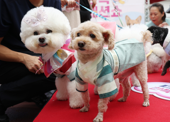 Dogs dressed in traditional Korean hanbok  strut down the runway at the “Puppy Hanbok Fashion Show” held at Mapo Pet Camping Ground, Sangam-dong, Mapo-gu, western Seoul on Sept. 28.[YONHAP]