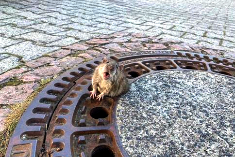A picture of a rat seen in a drain in a city [REUTERS/YONHAP]