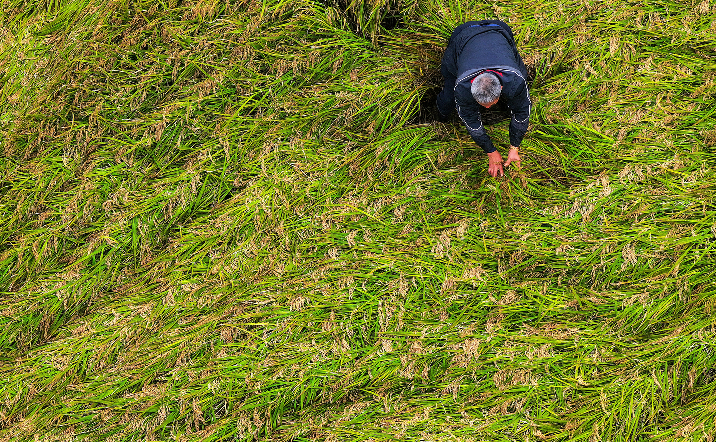   A farmer examines sprouting rice ears in a paddy field in Sangju, North Gyeongsang, on Oct. 16, as the prolonged autumn monsoon leaves crops flattened by wind and rain. [YONHAP]