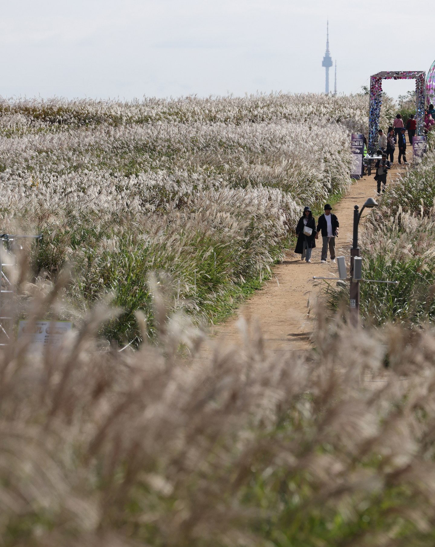 People visit Haneul Park in Mapo District, western Seoul, for this year’s Seoul Silver Grass Festival on Oct. 19. The festival, first held in 2002, runs through Oct. 24. [YONHAP]