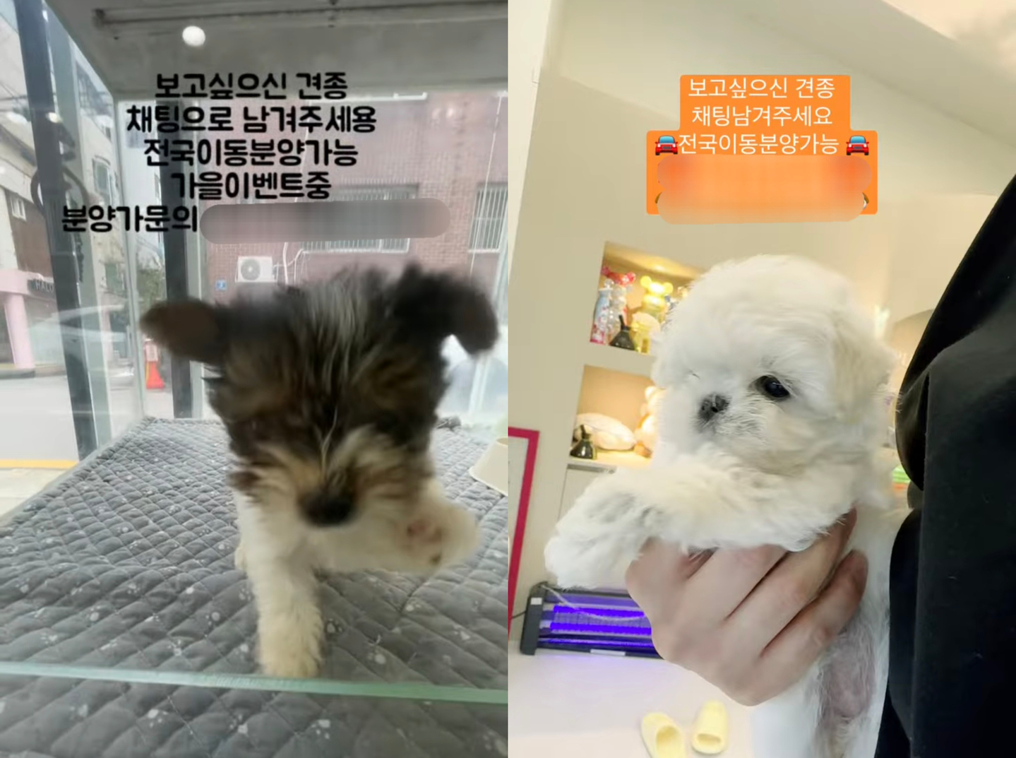 Recently, more pet shops have been selling companion animals remotely through YouTube livestreams. [SCREEN CAPTURE]