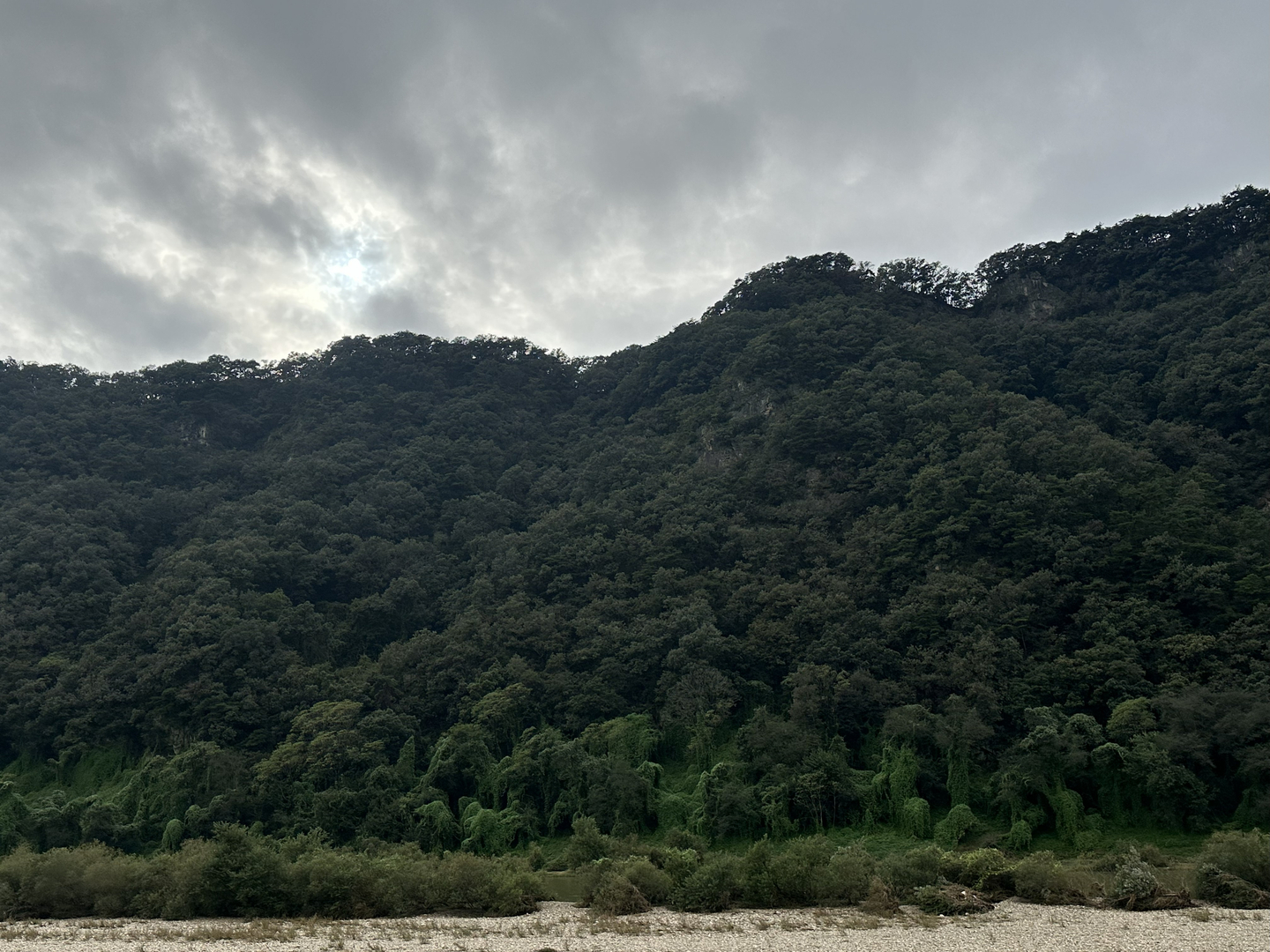 Korea gets progressively wider the further south you get. This hillside, in Wonju, Gangwon, is covered in trees and vines on a rainy Sept. 28. [JIM BULLEY]