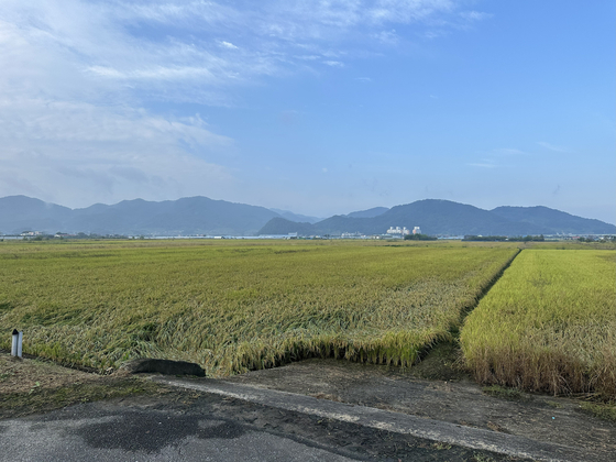 Rice fields outside Chungju, North Chungcheong, on Sept. 29.  [JIM BULLEY]