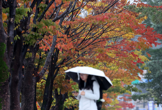 A student walks with an umbrella at Gangneung-Wonju National University, where autumn foliage colors the scene, on Oct. 22. [YONHAP]