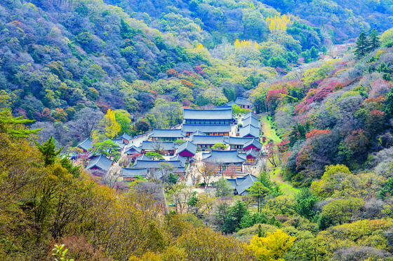 Baekyang Temple in Jangseong County, South Jeolla, is surrounded by fall foliage. [JOONGANG ILBO][JOONGANG ILBO]