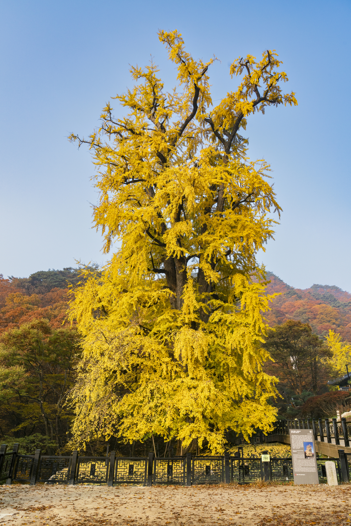 Over 1,100-years-old ginko tree inside Yonmunsa Temple [GETTY IMAGES BANK]