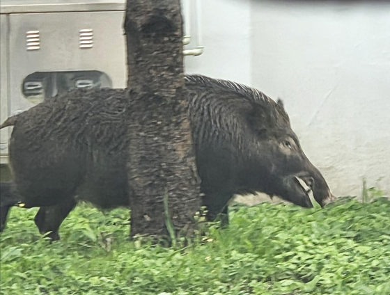 A wild board roams a residential neighborhood in Pohang, North Gyeongsang, on Oct. 23. [YONHAP]