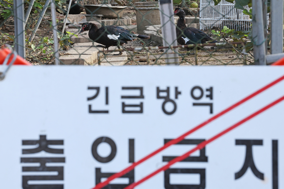 This photo, taken Oct. 22, 2025, shows a wild geese farm in the southwestern city of Gwangju, where a highly pathogenic avian influenza case has been reported. [YONHAP]