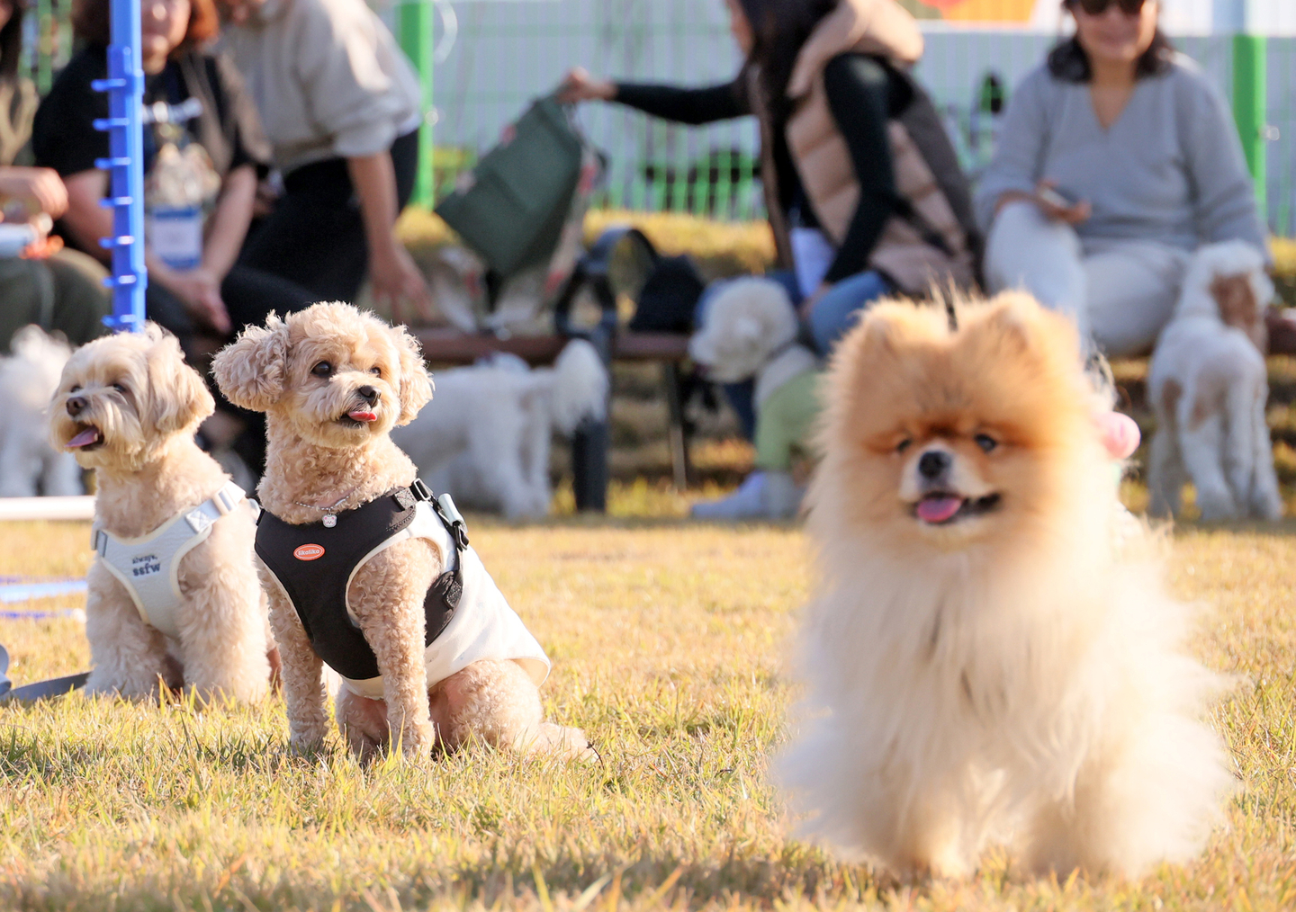  Participants enjoy time with their dogs during the “Imsil Pet Tour,” held at the Cheese Theme Park and Osu’s Loyal Dog Tourist Site in Imsil County, North Jeolla, on Oct. 31. [IMSIL COUNTY]