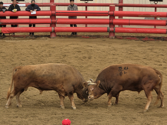 A bullfighting match takes place in Cheongdo, North Gyeongsang, on Nov. 6. [BAEK KYUNG-SEO]