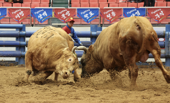 A bullfighting match takes place in Cheongdo, North Gyeongsang, in April 2023. [CHEONGDO-GUN]