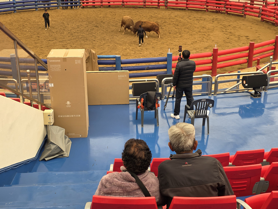 People watch a bullfighting match in Cheongdo, North Gyeongsang, on Nov. 6. [BAEK KYUNG-SEO]
