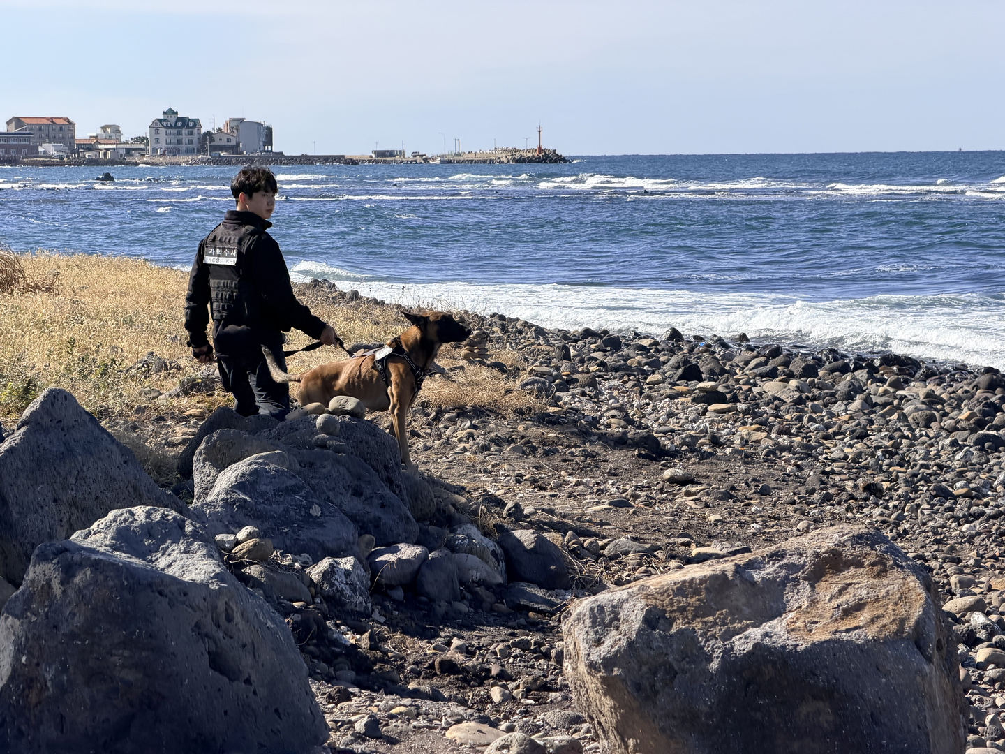 An officer from the Jeju Provincial Police Agency's forensic science unit, accompanied by scent-detection dog Fernando, conducts a search for suspected narcotics along the northern coastal area of Iho-dong in Jeju on the afternoon of Nov. 11. [CHOI CHOONG-IL]