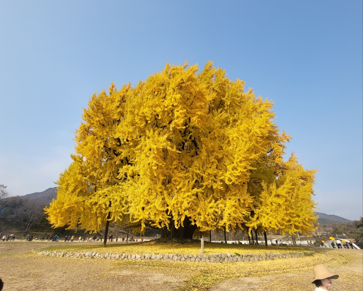 The Banggye-ri ginkgo tree in Wonju, Gangwon — designated as Natural Monument No. 167 and estimated to be 1,318 years old — shows off its peak yellow foliage on Nov. 13. Standing 32 meters (104 feet) tall with a trunk circumference of 16.27 meters, it is a well-known local landmark. [NEWS1]