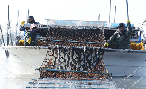 Fishers harvest gim (dried seaweed) at a pole-and-line seaweed farm off the coast of Aphae-eup in Shinan County, South Jeolla, on Jan. 26, 2024. [NEWS1]