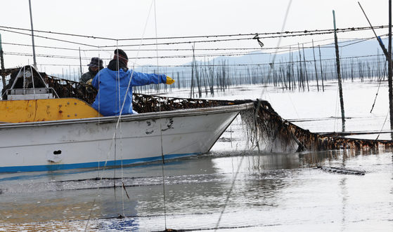 Fishers harvest gim (dried seaweed) at a pole-and-line seaweed farm off the coast of Aphae-eup in Shinan County, South Jeolla, on Jan. 26, 2024. [NEWS1]