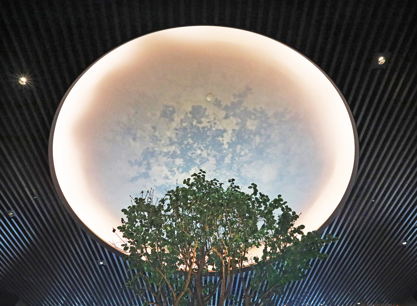 A camellia tree under a moon-shaped ceiling at Park Hyatt Seoul’s Italian restaurant Cornerstone in Gangnam District, southern Seoul [PARK SANG-MOON]