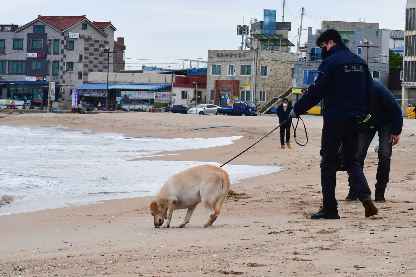 A drug detection dog from the Korea Customs Service searches for suspected drugs on a beach in Pohang, North Gyeongsang, on Nov. 12. [NEWS1] 