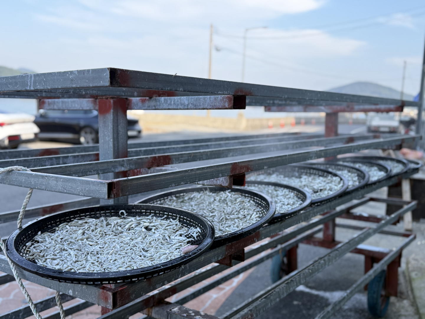 Boiled anchovies are dried in the sun in Namhae, South Gyeongsang, on Nov. 5. [LEE SOO-JUNG]