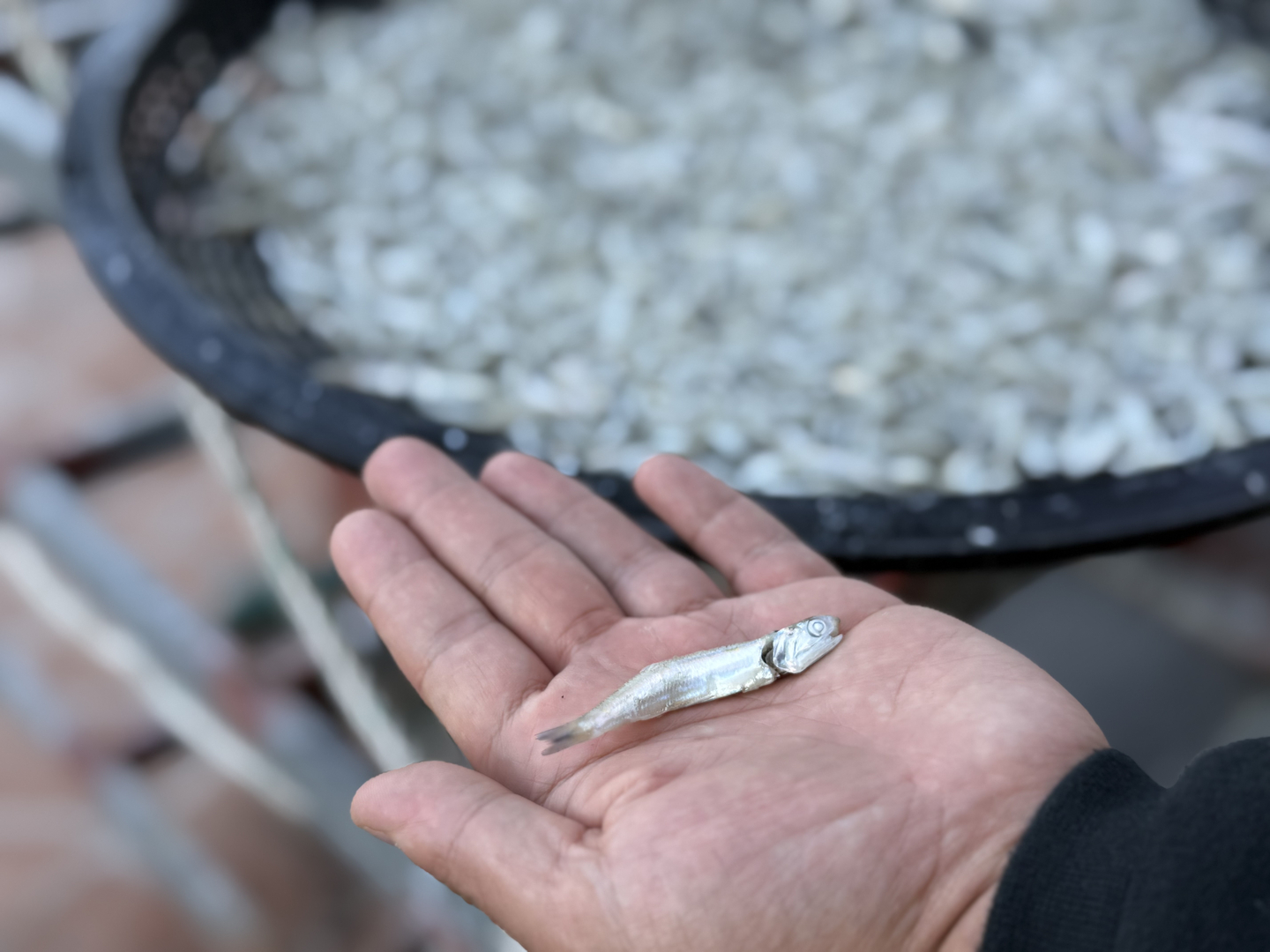 An anchovy caught in a jukbangryeom in Namhae, South Gyeongsang, on Nov. 5. [LEE SOO-JUNG]