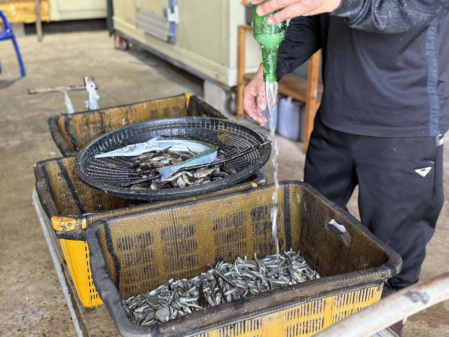 A man sorts anchovies, bycatch and marine trash at a processing facility in Namhae, South Gyeongsang, on Nov. 5. [LEE SOO-JUNG]