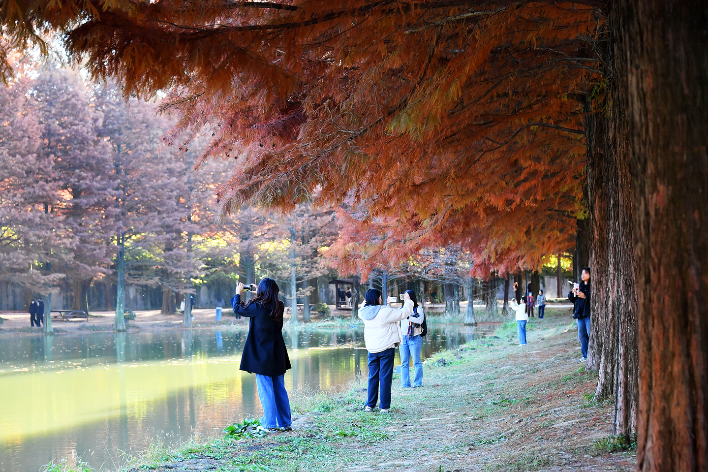 Autumn foliage draws visitors to a road lined with Metasequoia trees in Damyang County, South Jeolla, on Nov. 21. [DAMYANG COUNTY]