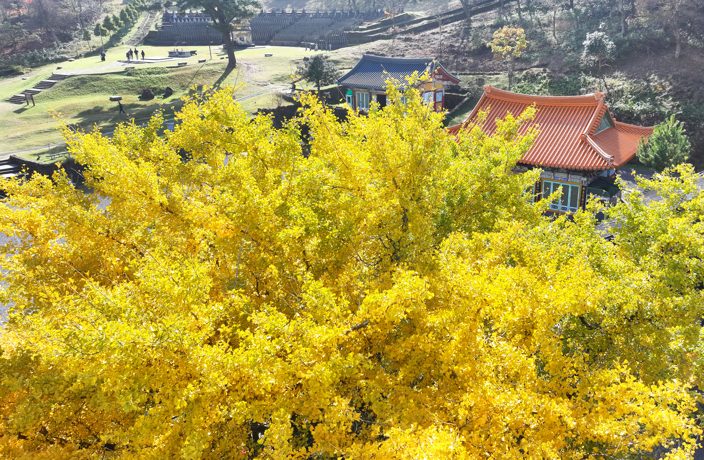 A ginkgo tree with bright yellow leaves inside the Gwaneum Temple grounds in Jeju is seen on the morning of Nov. 21. [YONHAP]